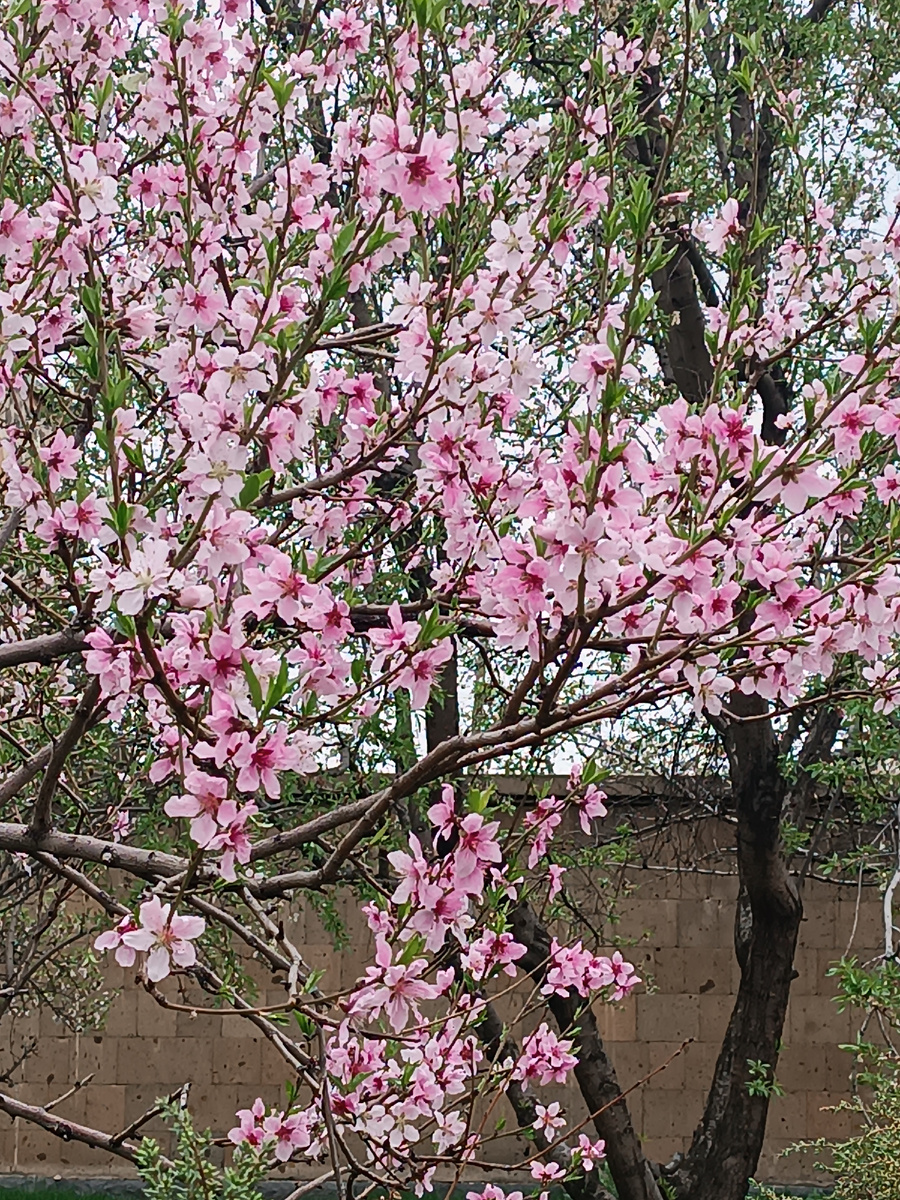 Цветущий сад при храме Святой Рипсиме. 