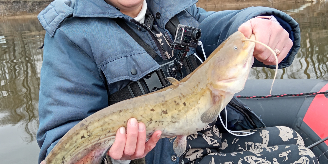 11 сомов и судак, Дон понтон