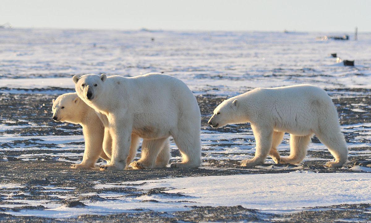 Белый медведь (Ursus maritimus)