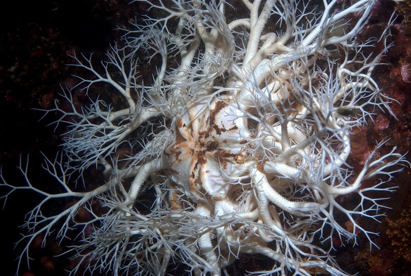 Лучи горгоноцефалов ветвятся, уподобляя их неким причудливым морским растениям.
Фото: Ed Bierman / Flickr.com