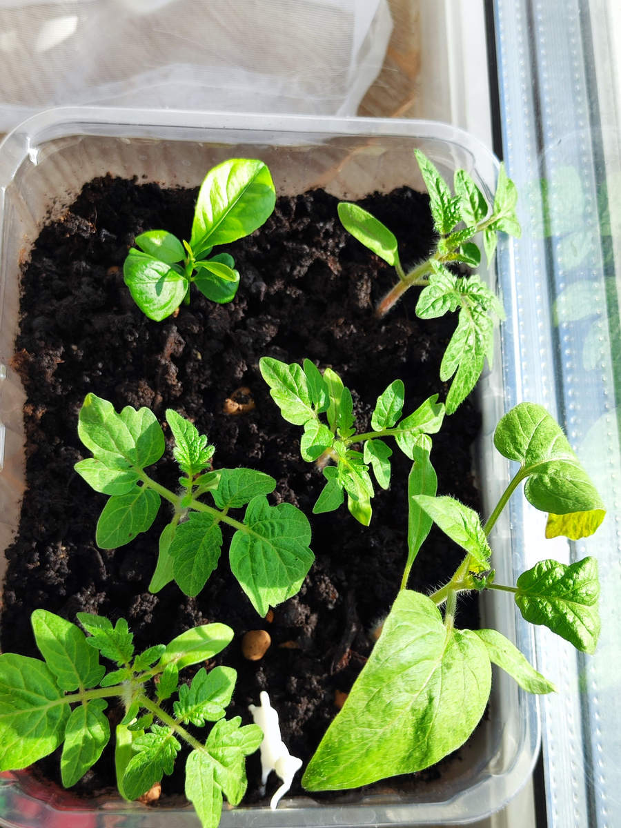 рассада черри помидоры на балконе огород на окне кумкват в горшке фото автора