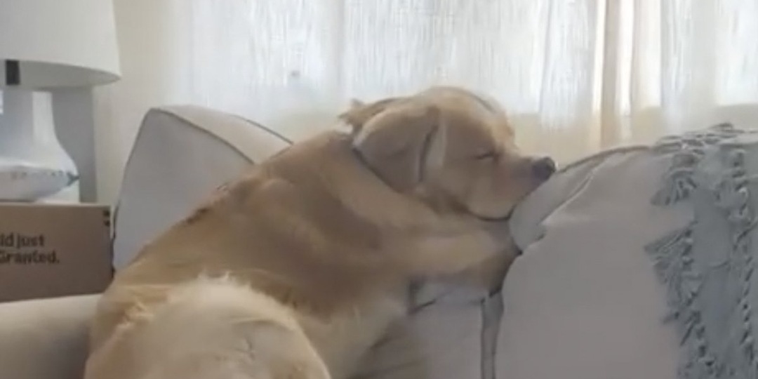 Золотистый ретривер ждал хозяина, но не дождался