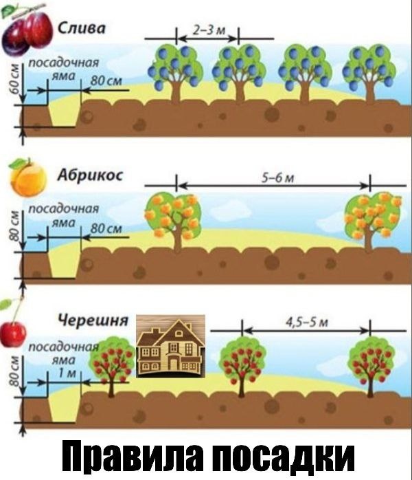 Из всех этих рекомендаций у меня только жимолость , малина и сливы .