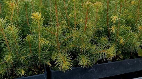    © Telegram / Минлесхоз