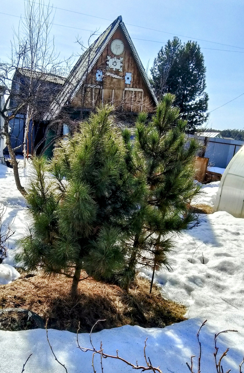 Снега практически на солнце не осталось 