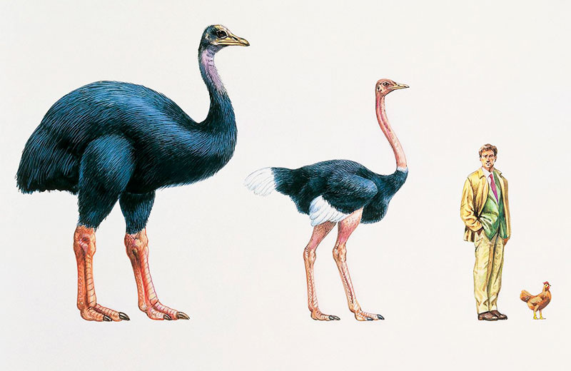 Эпиорнисы (или слоновая птица) - рядом страус с человеком и курицей