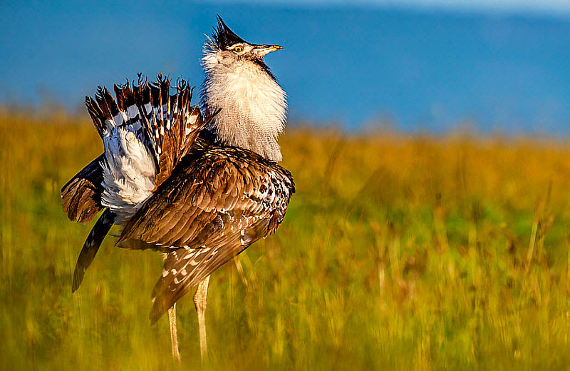 Дрофа Кори (Ardeotis kori)