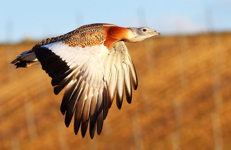 Большая дрофа (Otis tarda)