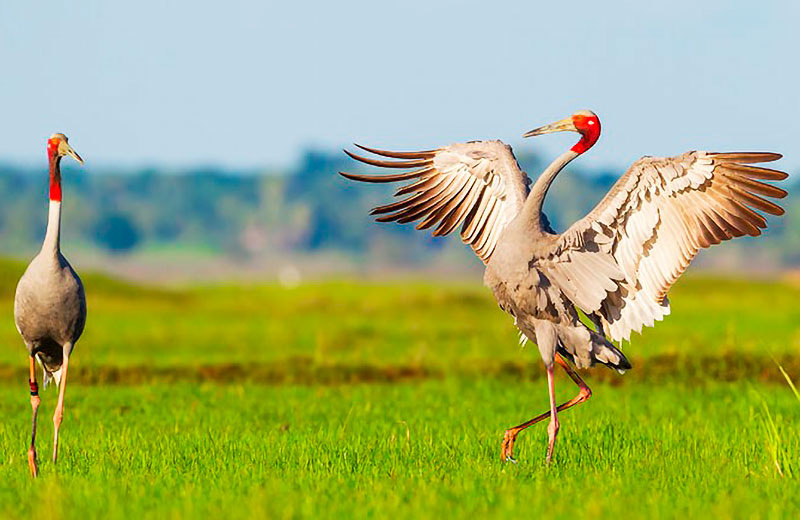 Индийский журавль (Antigone antigone)