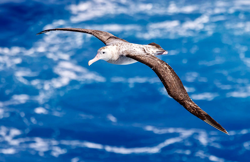 Странствующий альбатрос (Diomedea exulans)