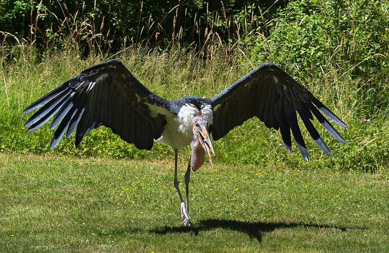 Африканский марабу (Leptoptilos crumeniferus)