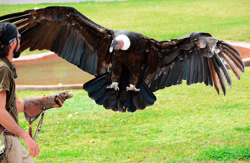 Андский кондор (Vultur gryphus)