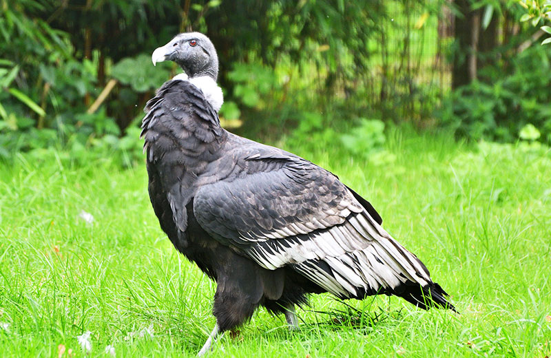 Андский кондор (Vultur gryphus)