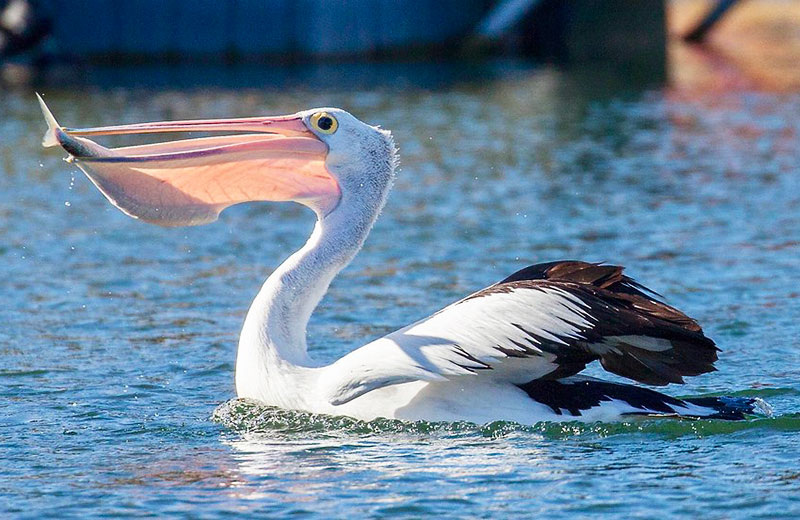 Австралийский пеликан (Pelecanus conspicillatus)