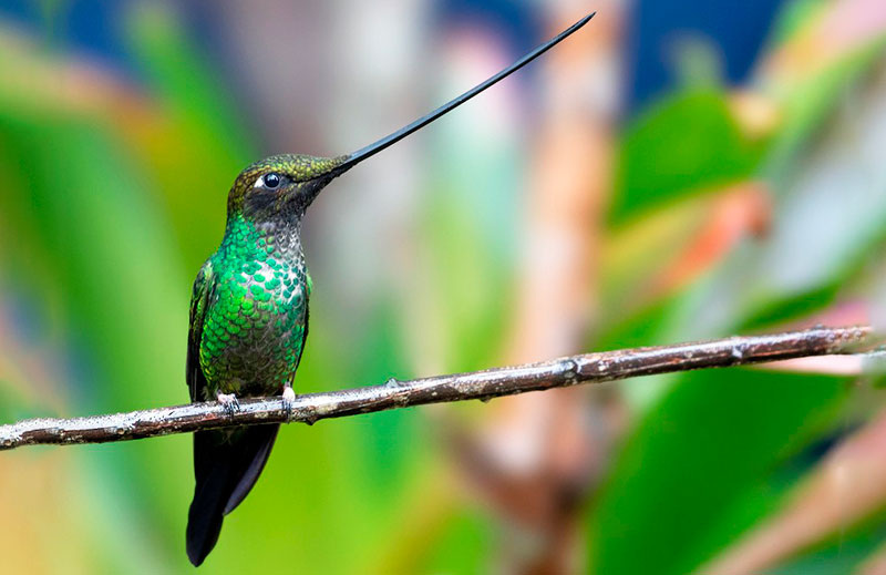 Мечеклювой колибри (Ensifera ensifera)