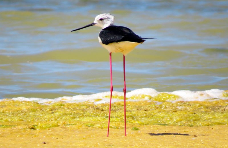 Ходулочник (Himantopus himantopus)