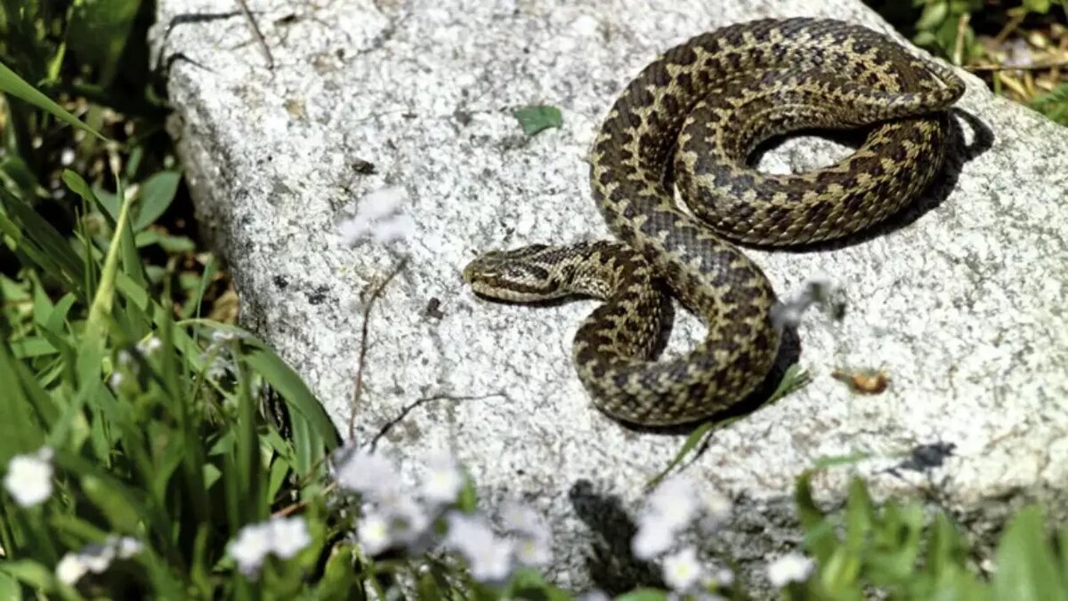 Фото: РИА Новости / Дмитрий Дебабов