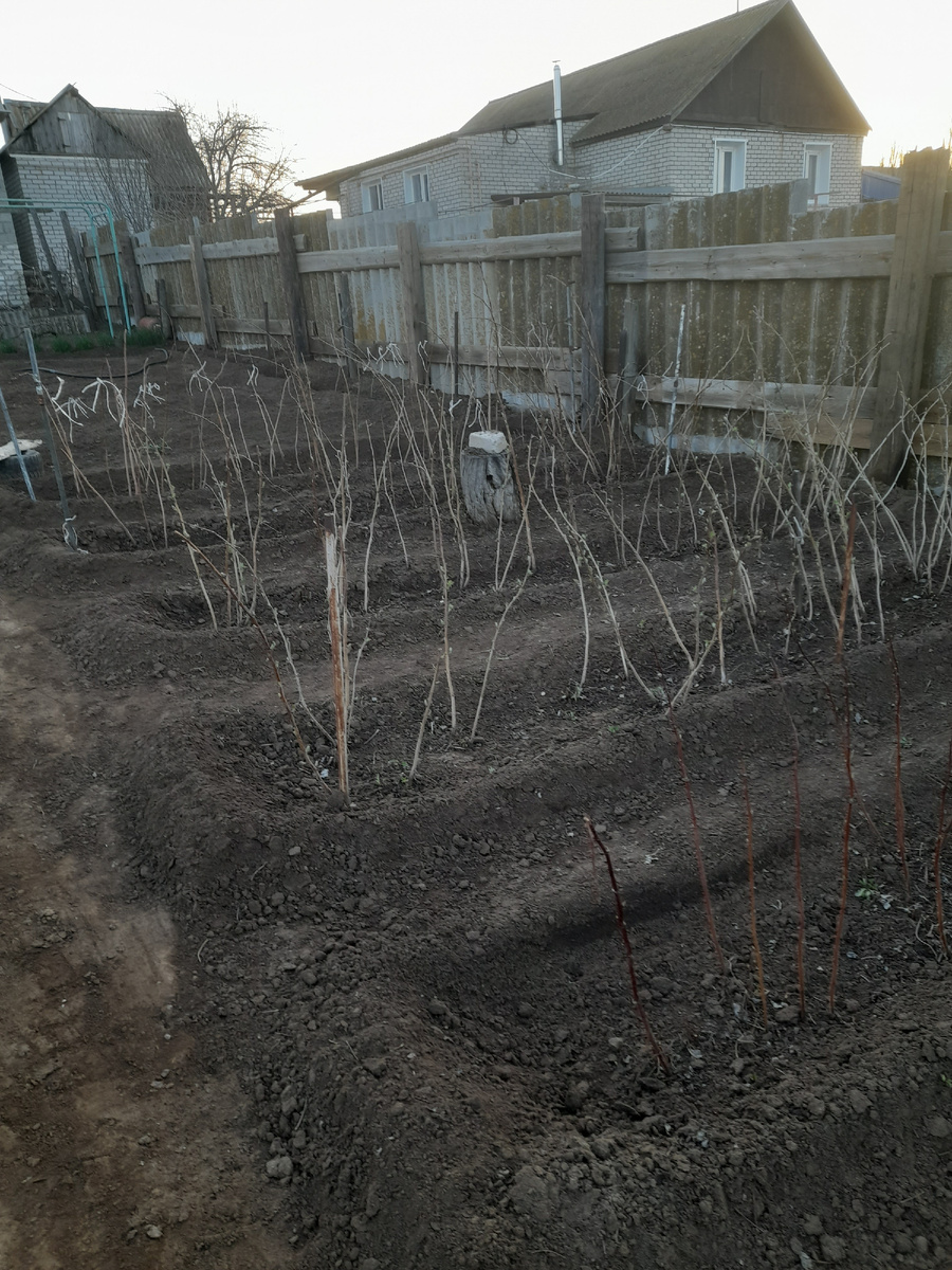 Так выглядит малина (окончательный вариант)