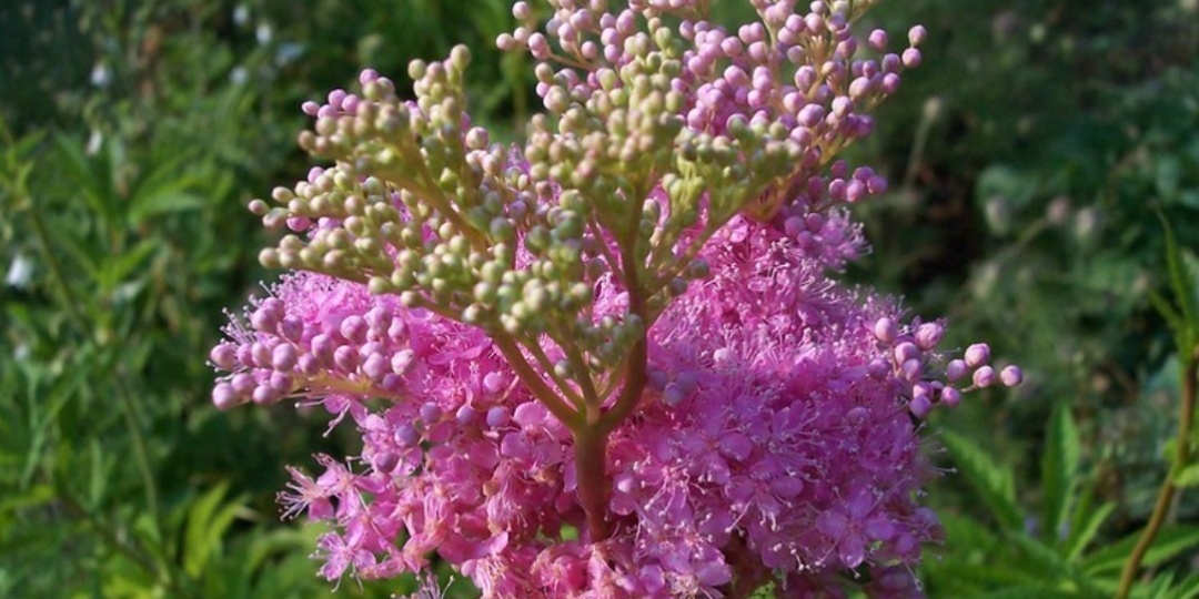 Лабазник пурпурный