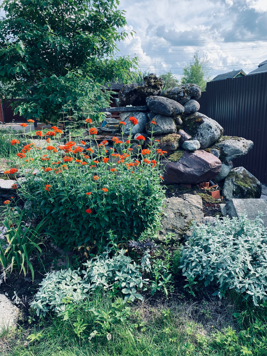 Правая часть не вошла в фото, там как раз и растет крокосмия, перед которой я хочу посадить новую полынь. Фото автора.