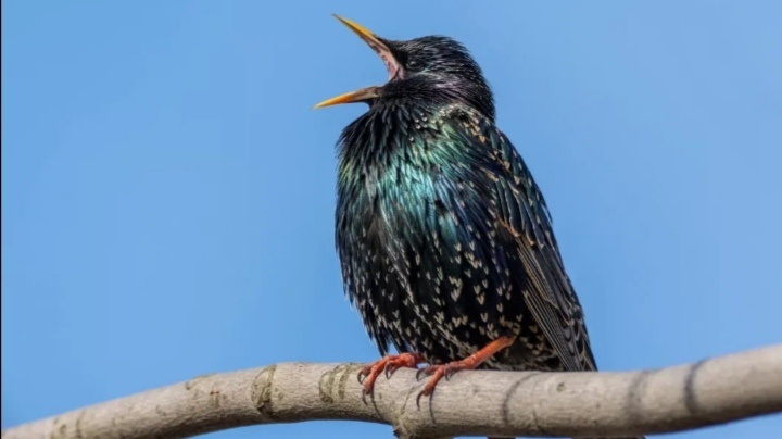 Яя Нее Вредителььь...