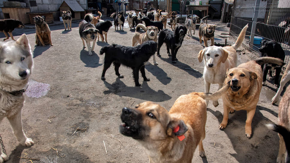 Истец настаивает, что из-за несоответствия регионального закона федеральным нормам собак выпускают из приюта невакцинированными.📷Фото: Никита Юдин / Коммерсантъ