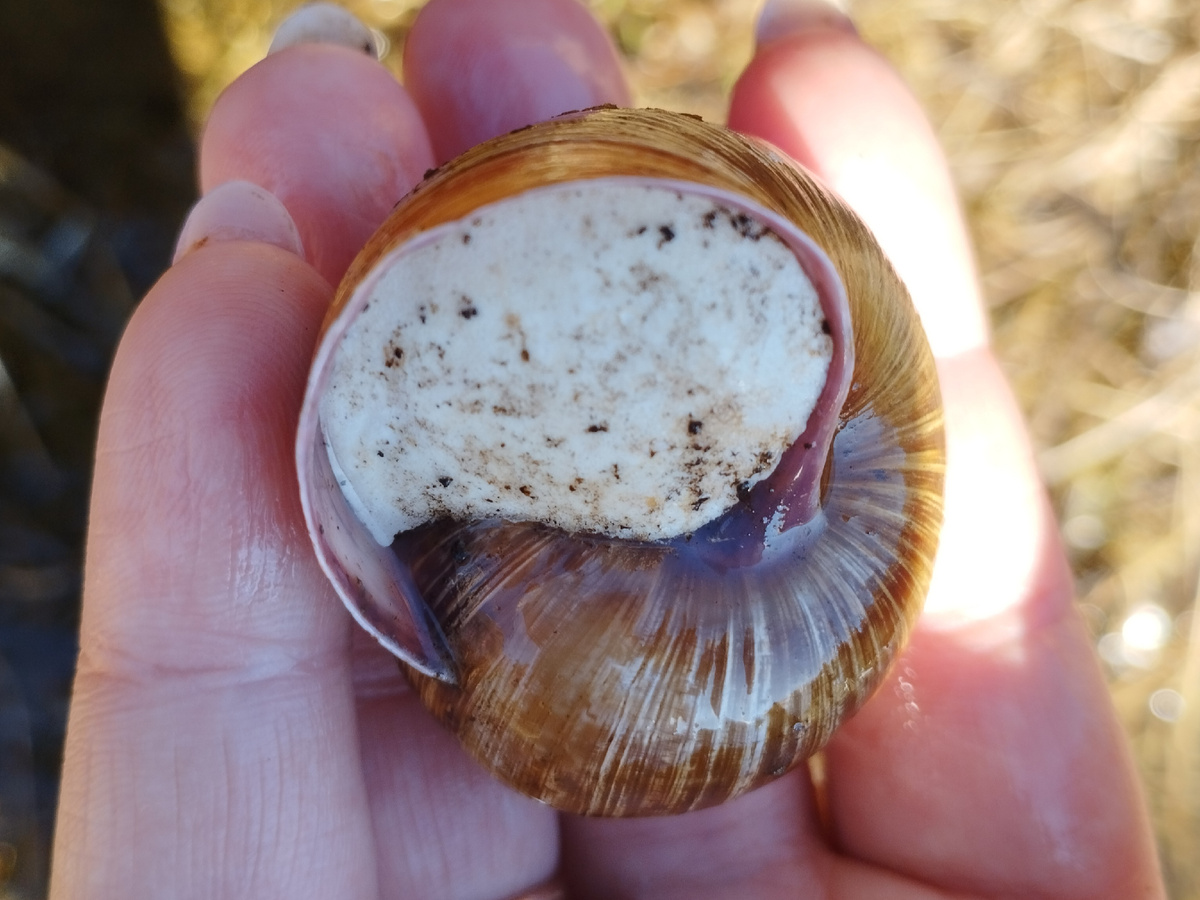 Виноградная улитка Helix pomatia во время анабиоза