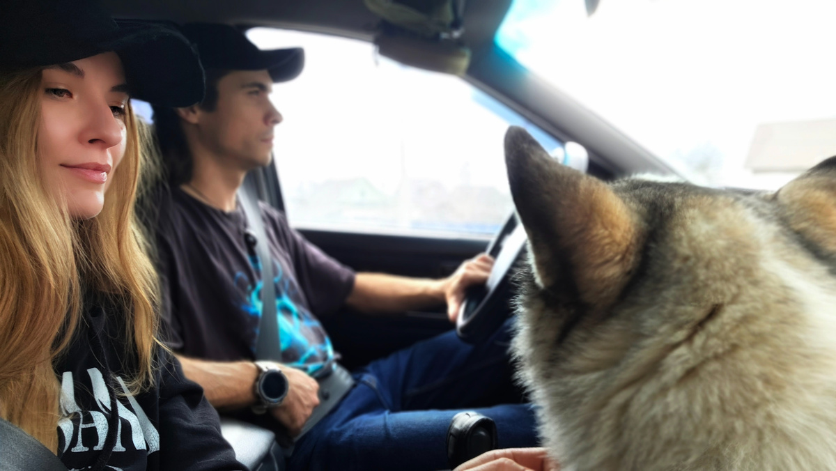 Это мы везём опять очередного спасеныша домой