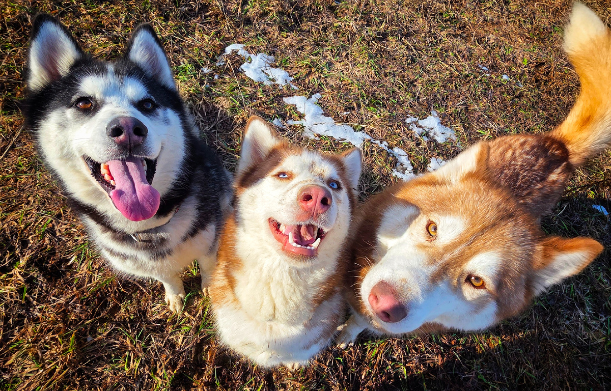 Этих троих мы спасли от усыпления