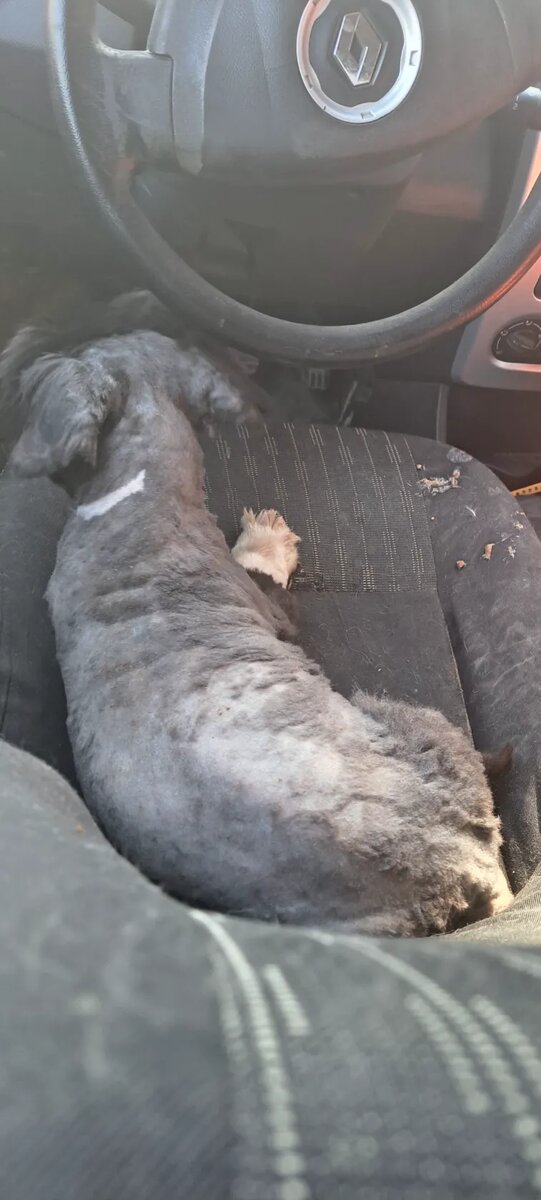 Чапа едет в приют