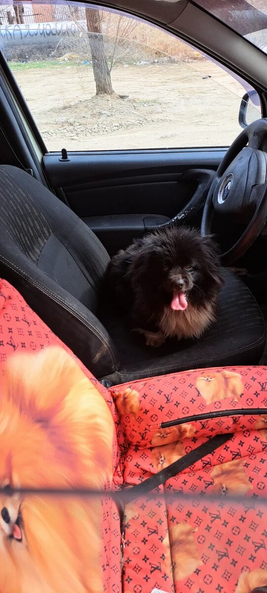 Каждая собака мечтает стать водителем