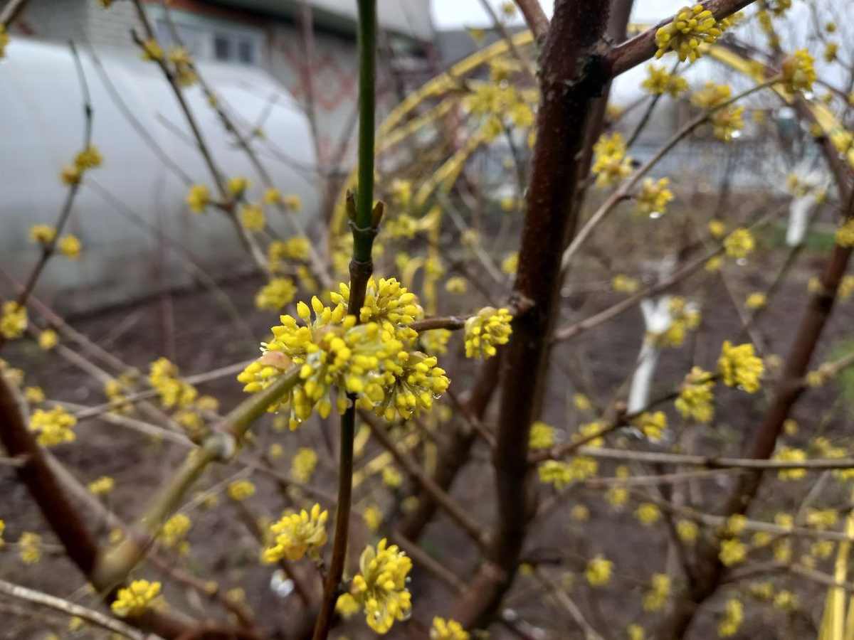 Кизил цветёт. Фото автора.