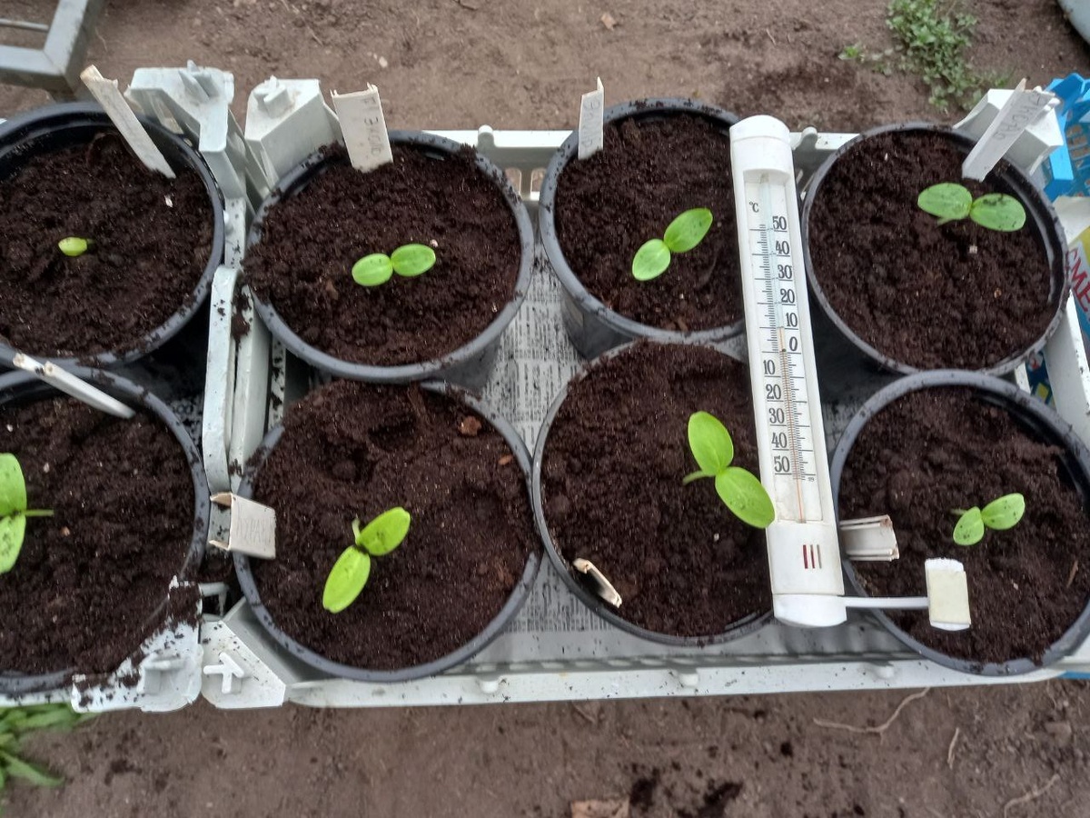 Слабая рассада. Надеюсь, что окрепнет. 