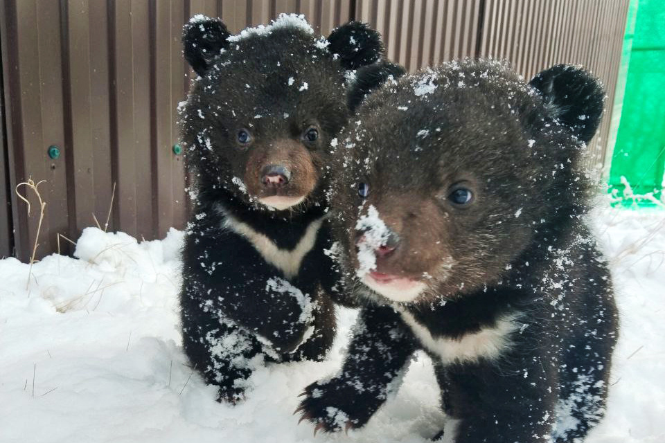    © t.me/siberiantiger_center