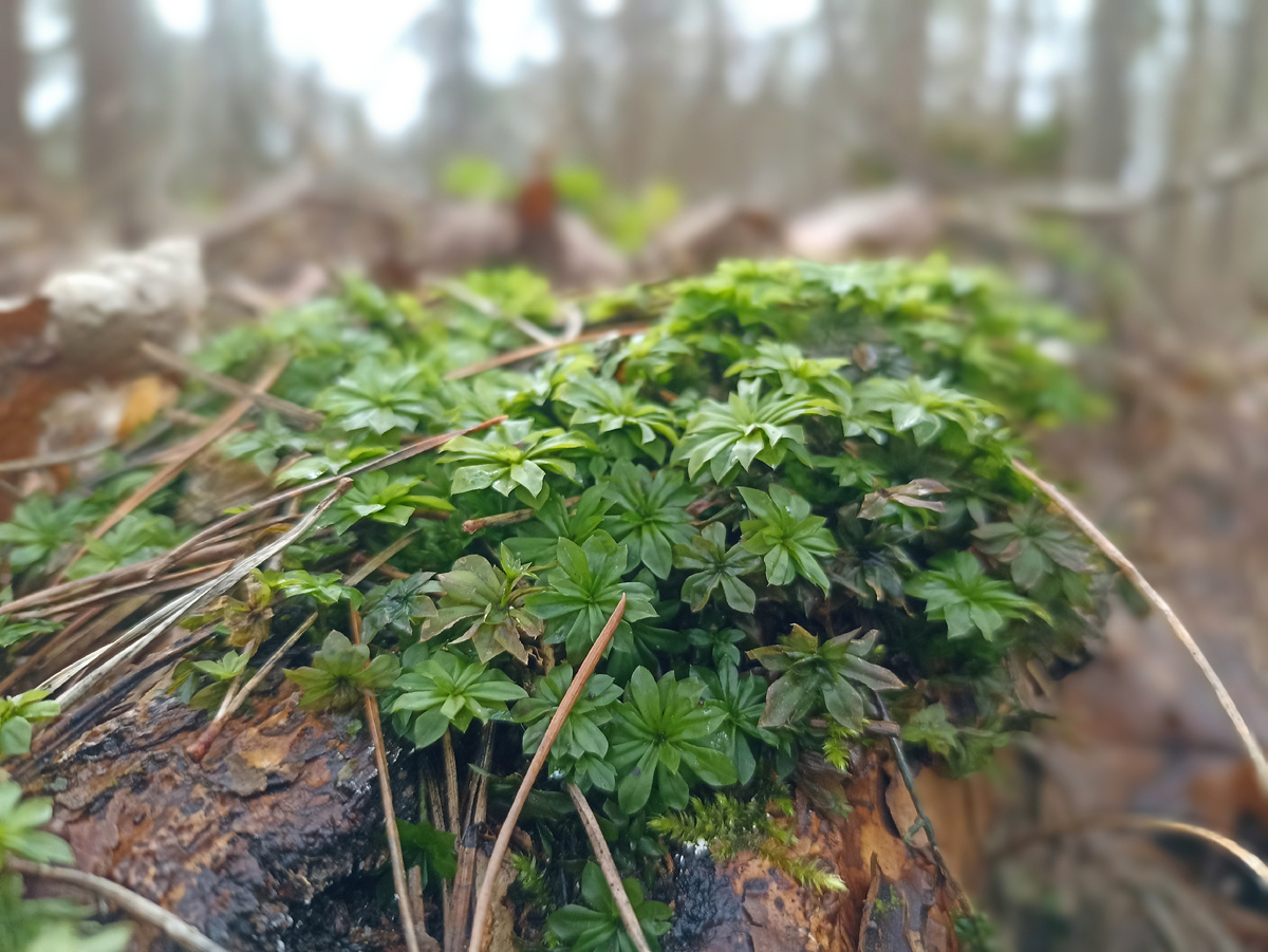 Зелёные краски весны