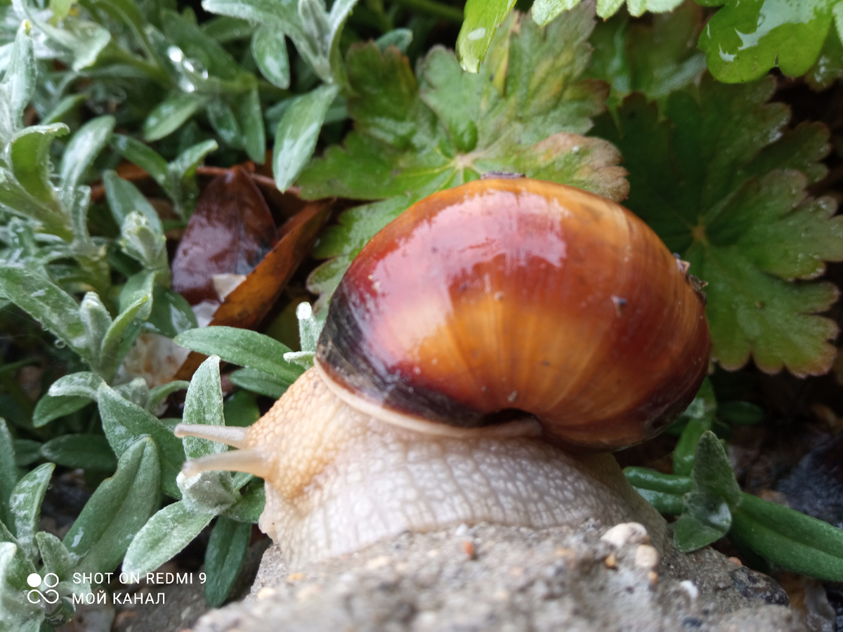 Улитка виноградная. Фото автора.