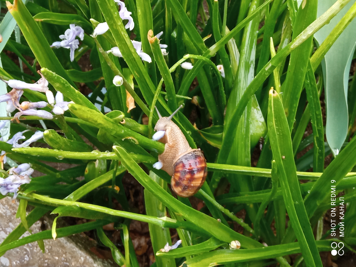 В сырую погоду виноградные улитки обожают листья луковичных цветов. Фото автора.