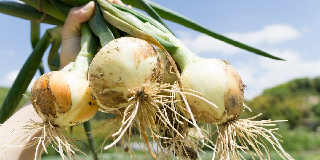 Выращиваю крупный лук без химии много лет. 3 проверенных способа увеличить урожай в 2 раза