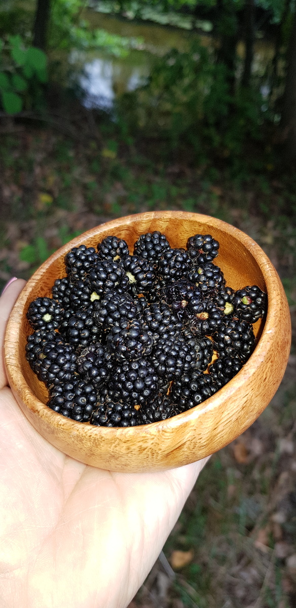 Мои прогулки. Фото Elena HrisTan. 