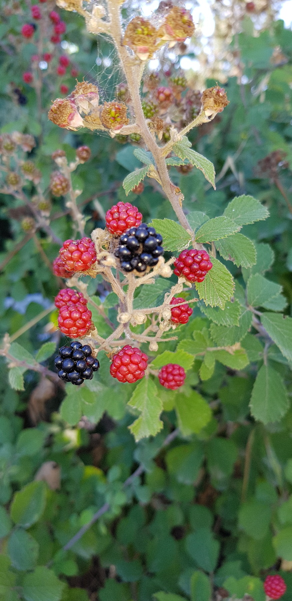 Декабрь. А ежевика ещё красуется. Турция. Кыркларели. Фото Elena HrisTan 