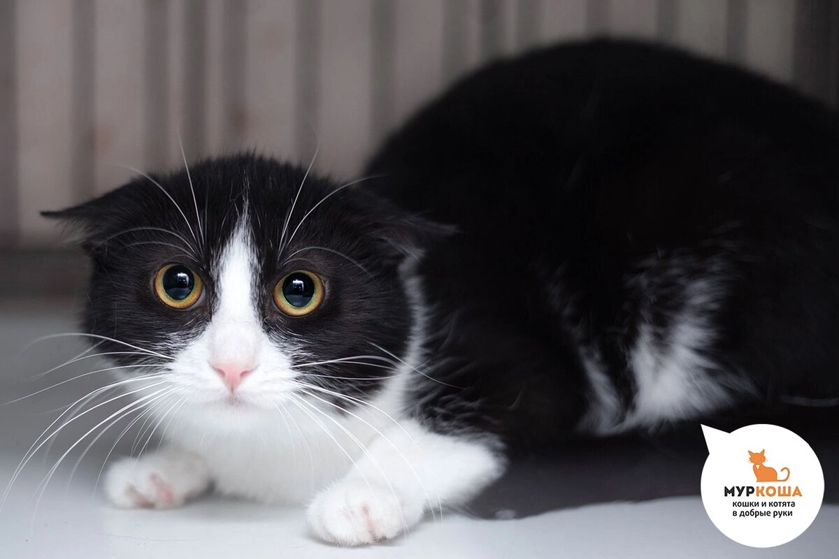 Канапешку нашли на улице.