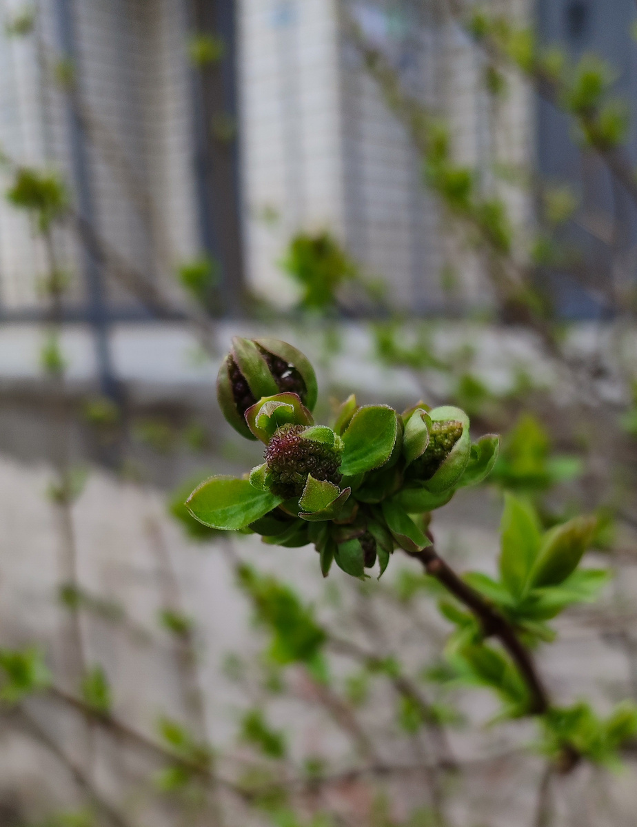 Сирень сегодня