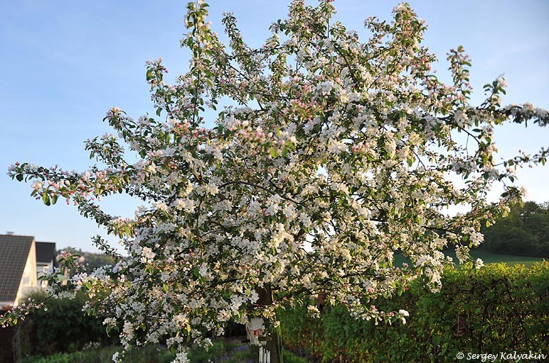 Цветет декоративная яблоня Gorgeous