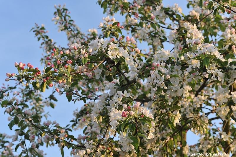 Декоративная яблоня Gorgeous