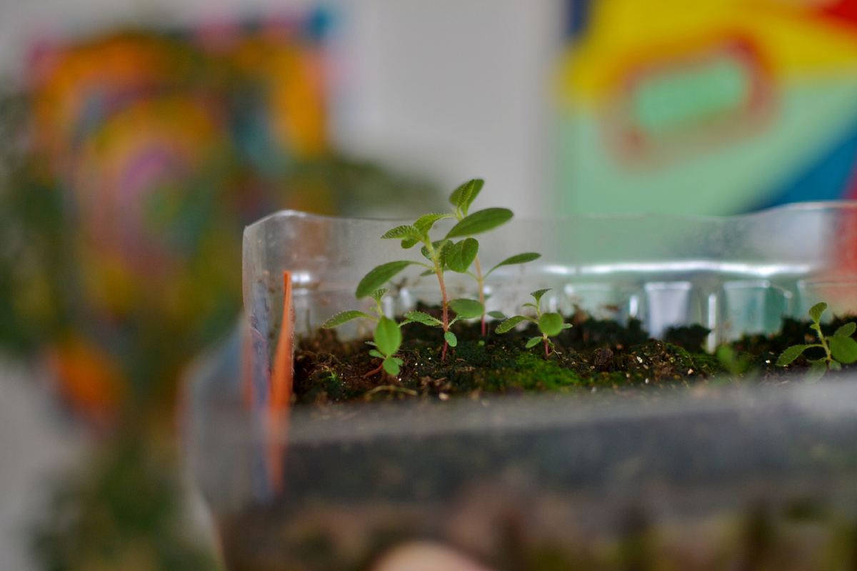 Японские рододендроны