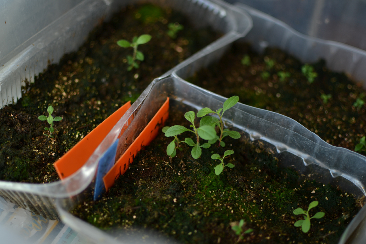 Малыши рододендроны в своем домике