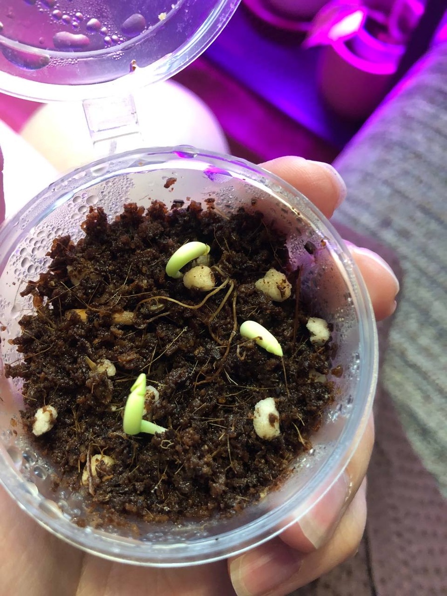 Прорастать начали уже на второй-третий день. Три сразу, четвертый очень долго думал