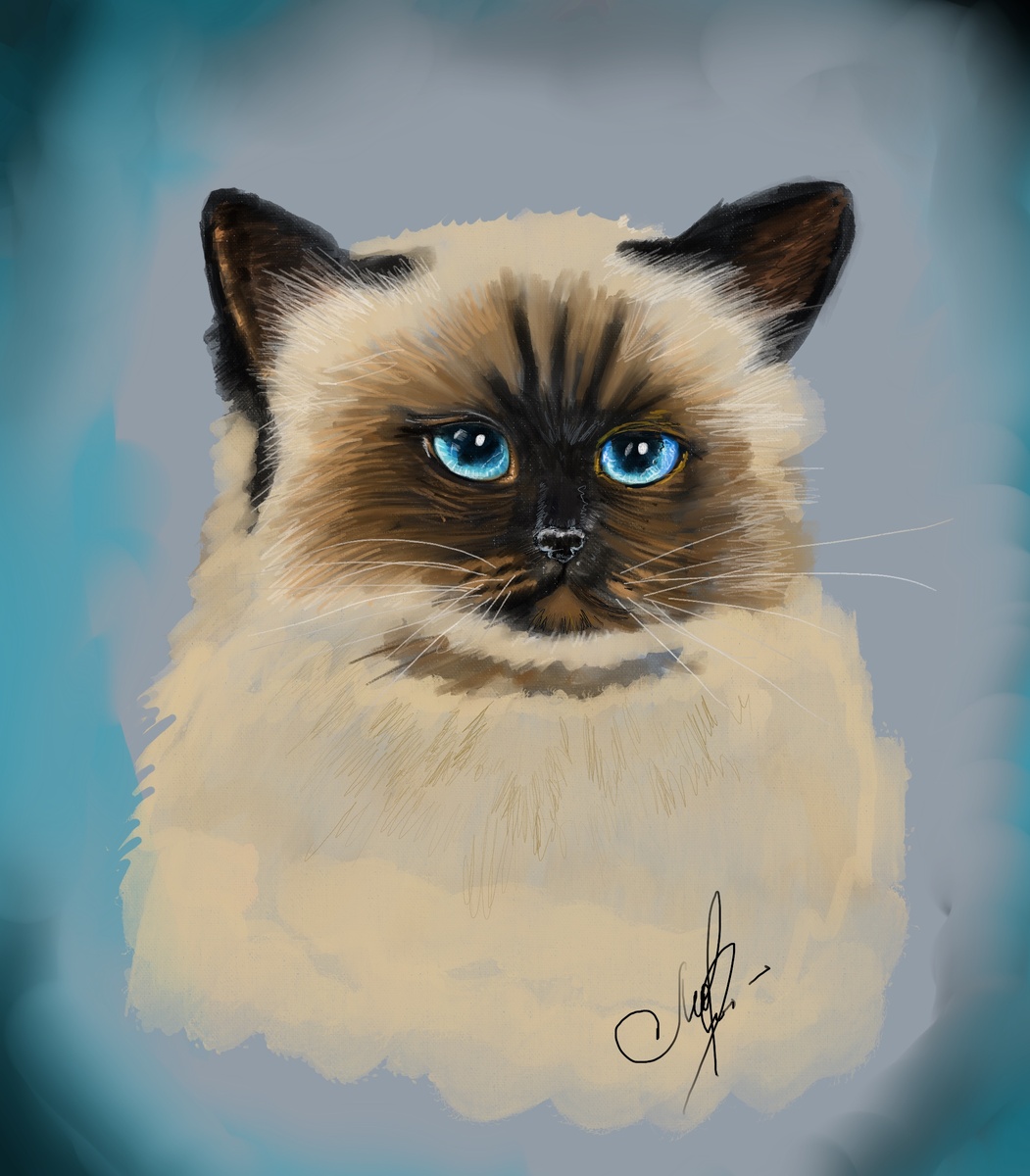 Бирманский кот, рисунок