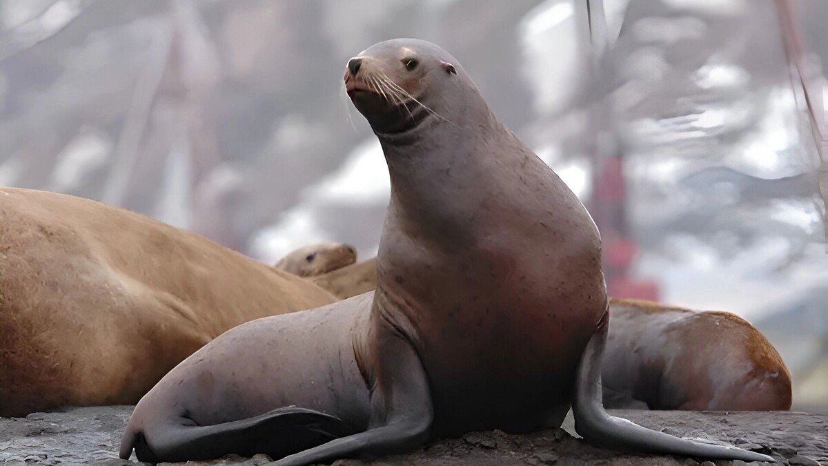     Источник: Пресс-служба губернатора и правительства Хабаровского края