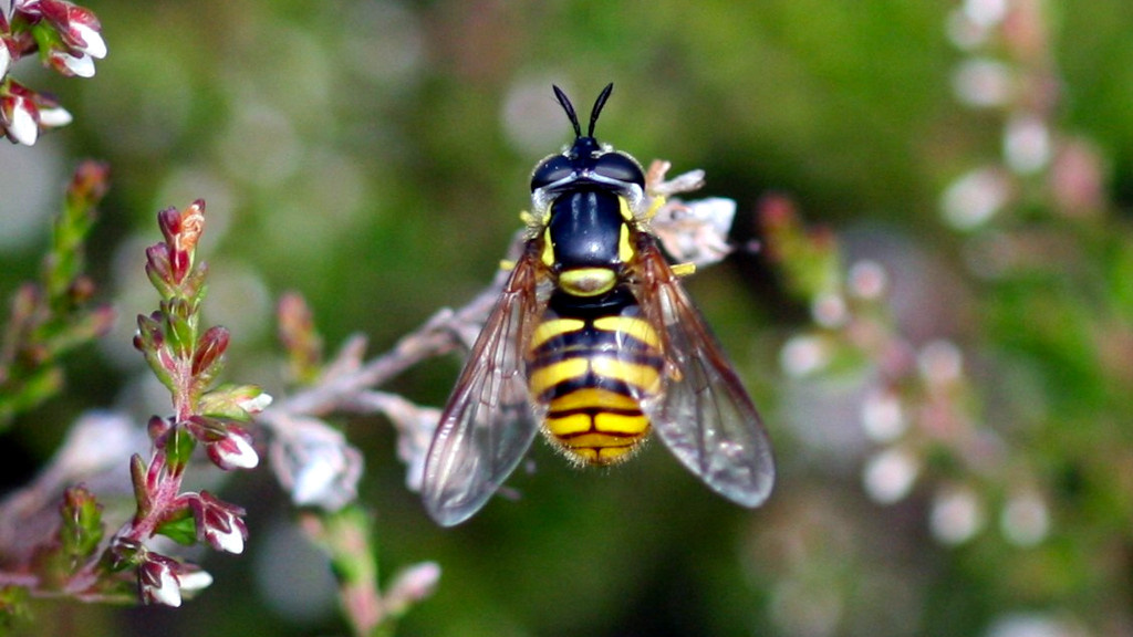 Некоторые мухи притворяются осами.